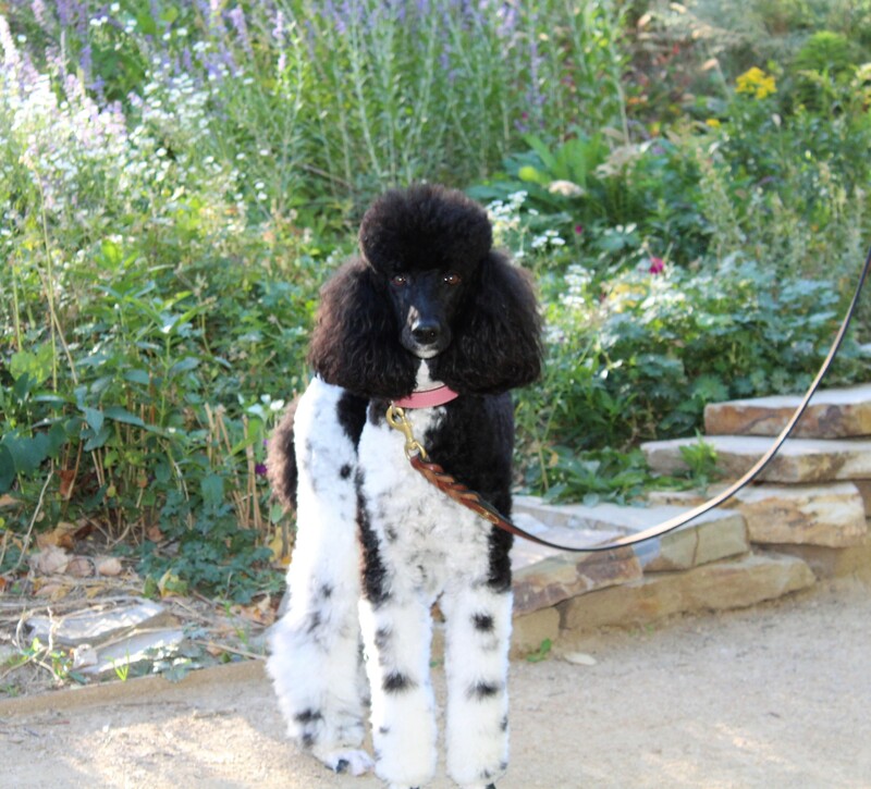 Country Haven Standard Poodle Available Puppies - Country Haven ...